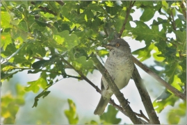 <p>PĚNICE VLAŠSKÁ (Sylvia nisoria) /Berred warbler - Sperbergerasmücke/</p>